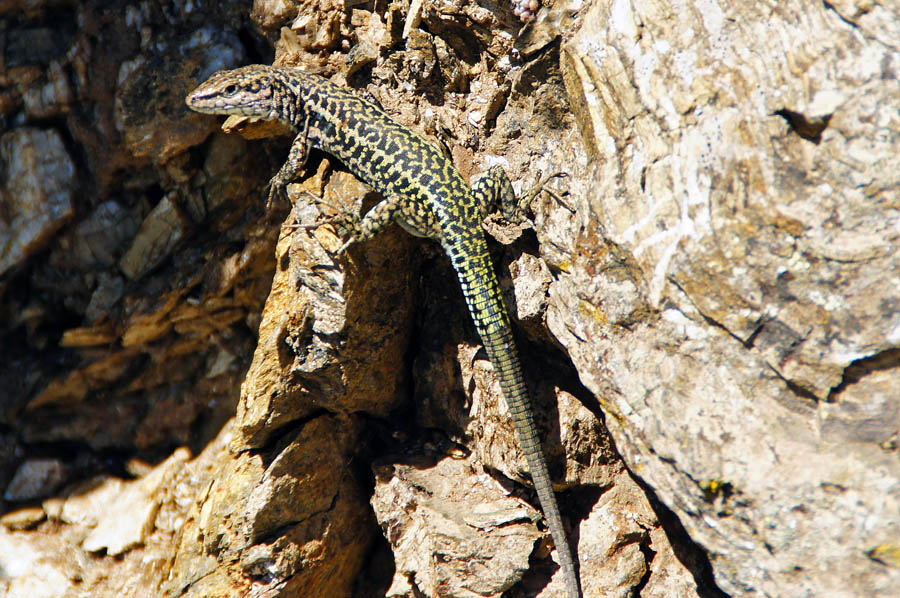 Ibrido P. siculus  X  P. tiliguerta ?